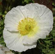 Blomme by Huis Dirk Postma - Burgersdorp